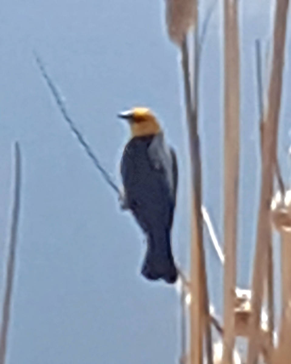 Yellow-headed Blackbird - ML619686631