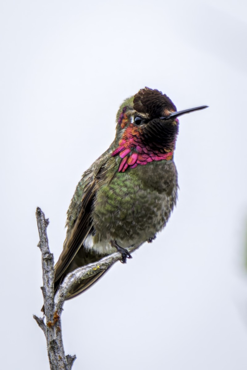 Anna's Hummingbird - ML619686635