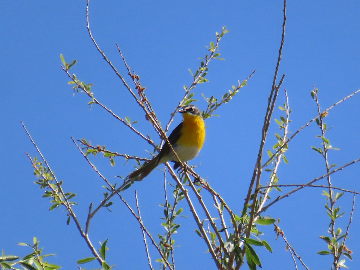 Yellow-breasted Chat - ML619686654