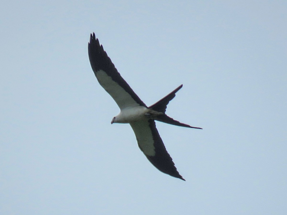 Swallow-tailed Kite - ML619686661