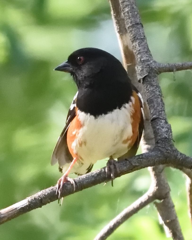 Spotted Towhee - ML619686691