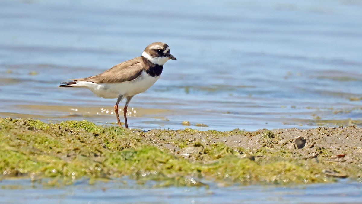 Common Ringed Plover - ML619686708