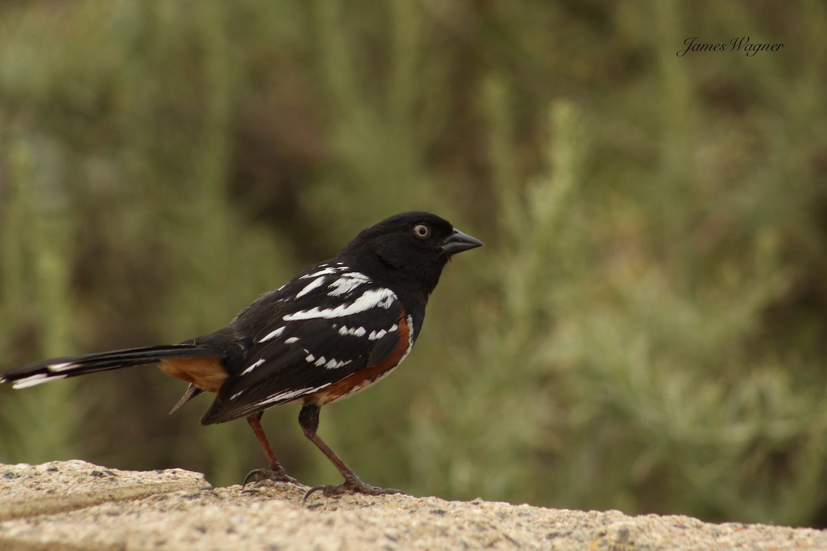 Spotted Towhee - ML619686710