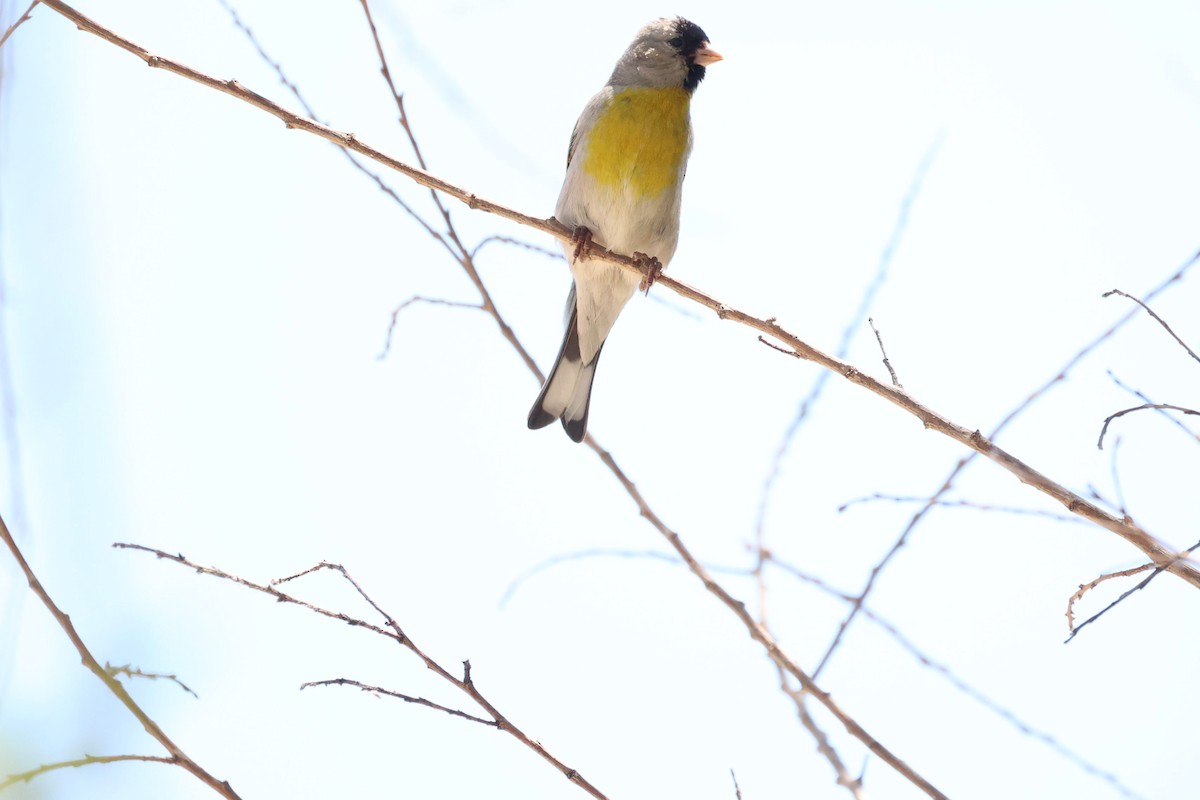 Lawrence's Goldfinch - ML619686728