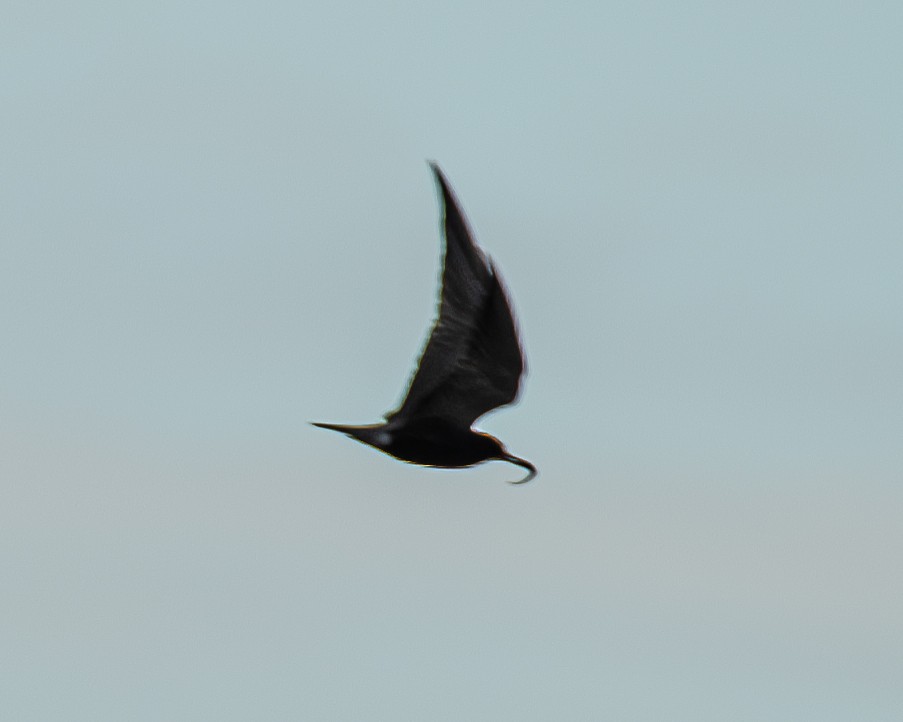 Black Tern - ML619686733