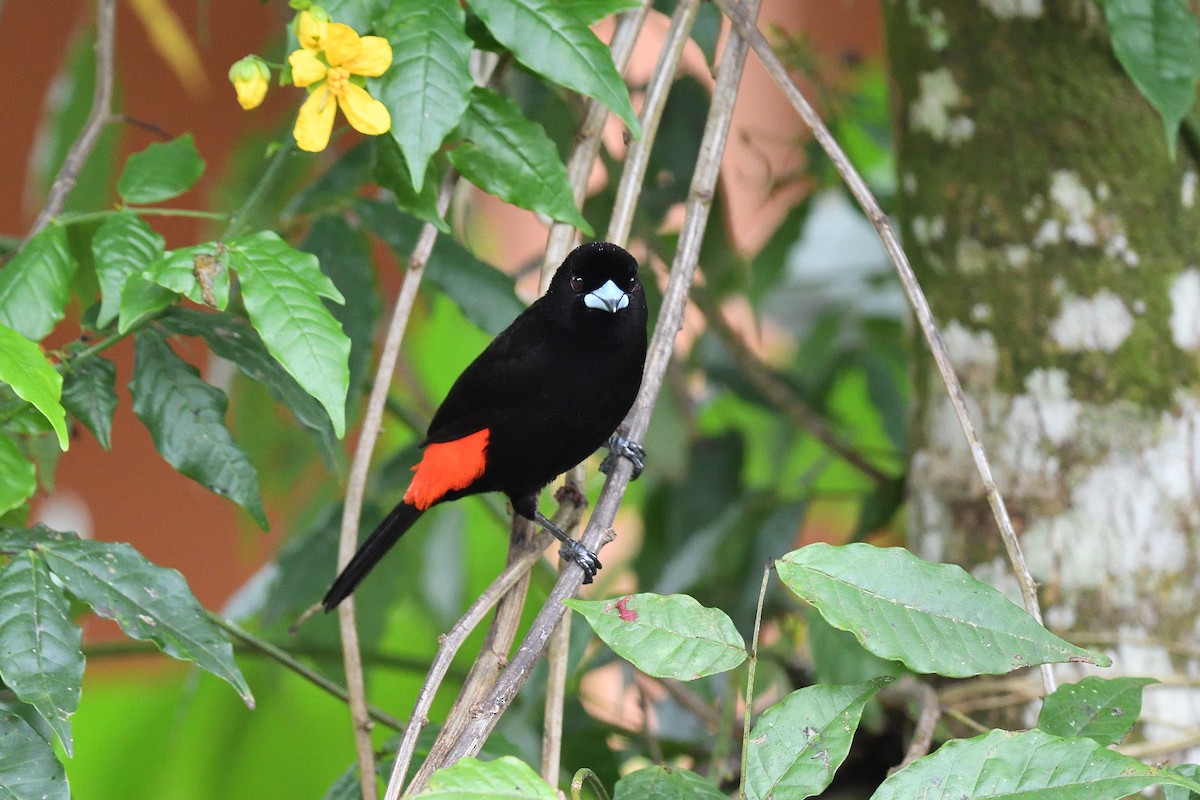 Scarlet-rumped Tanager - ML619686757