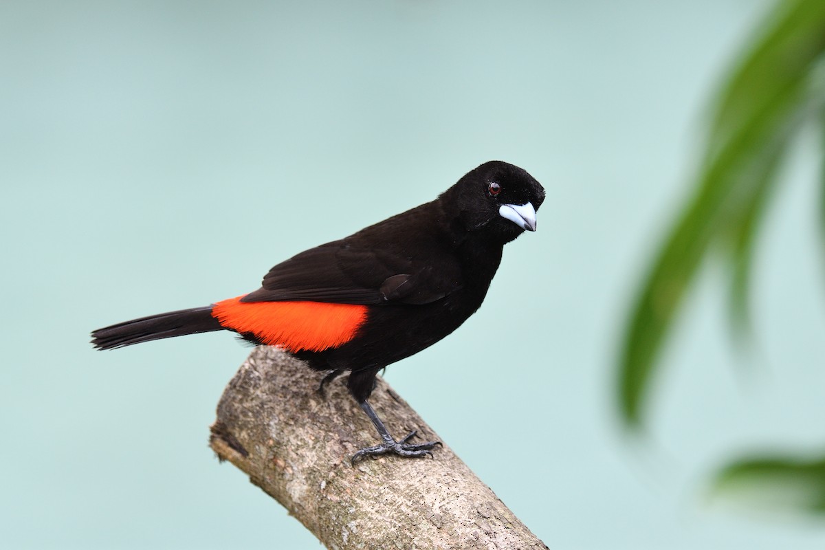 Scarlet-rumped Tanager - ML619686759
