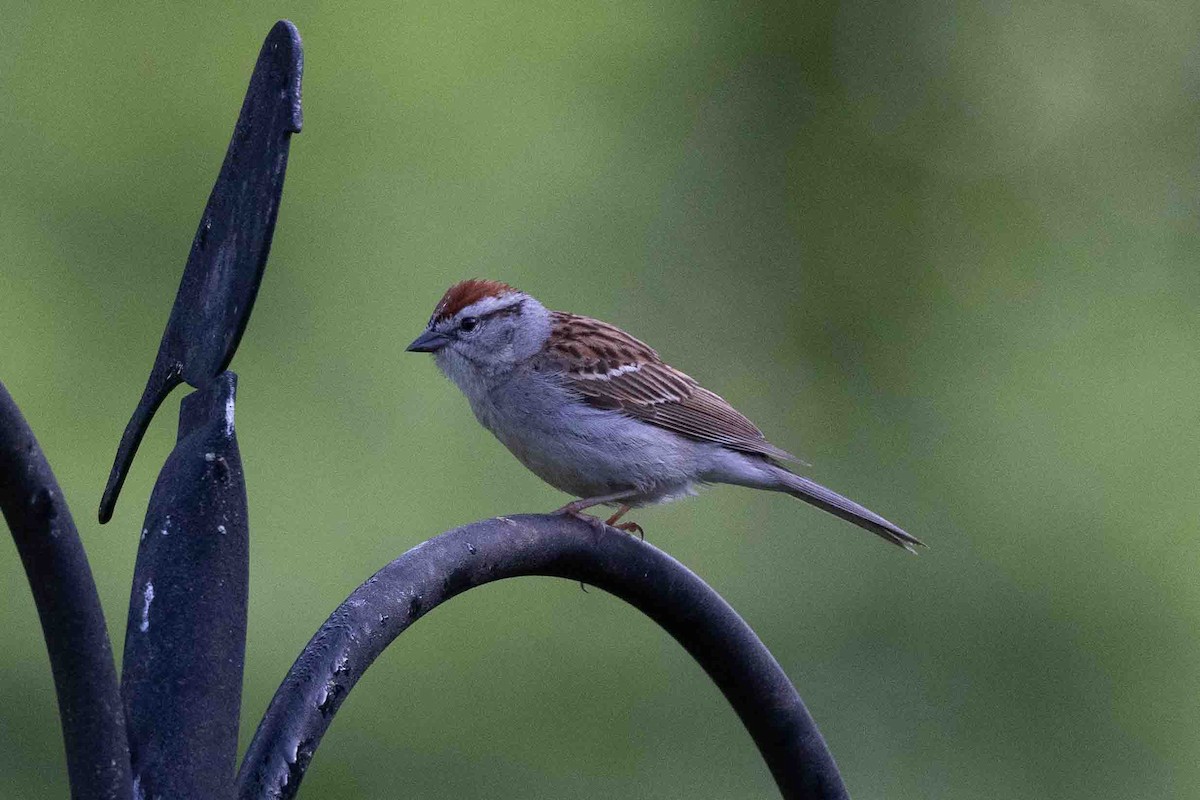 Chipping Sparrow - ML619686764