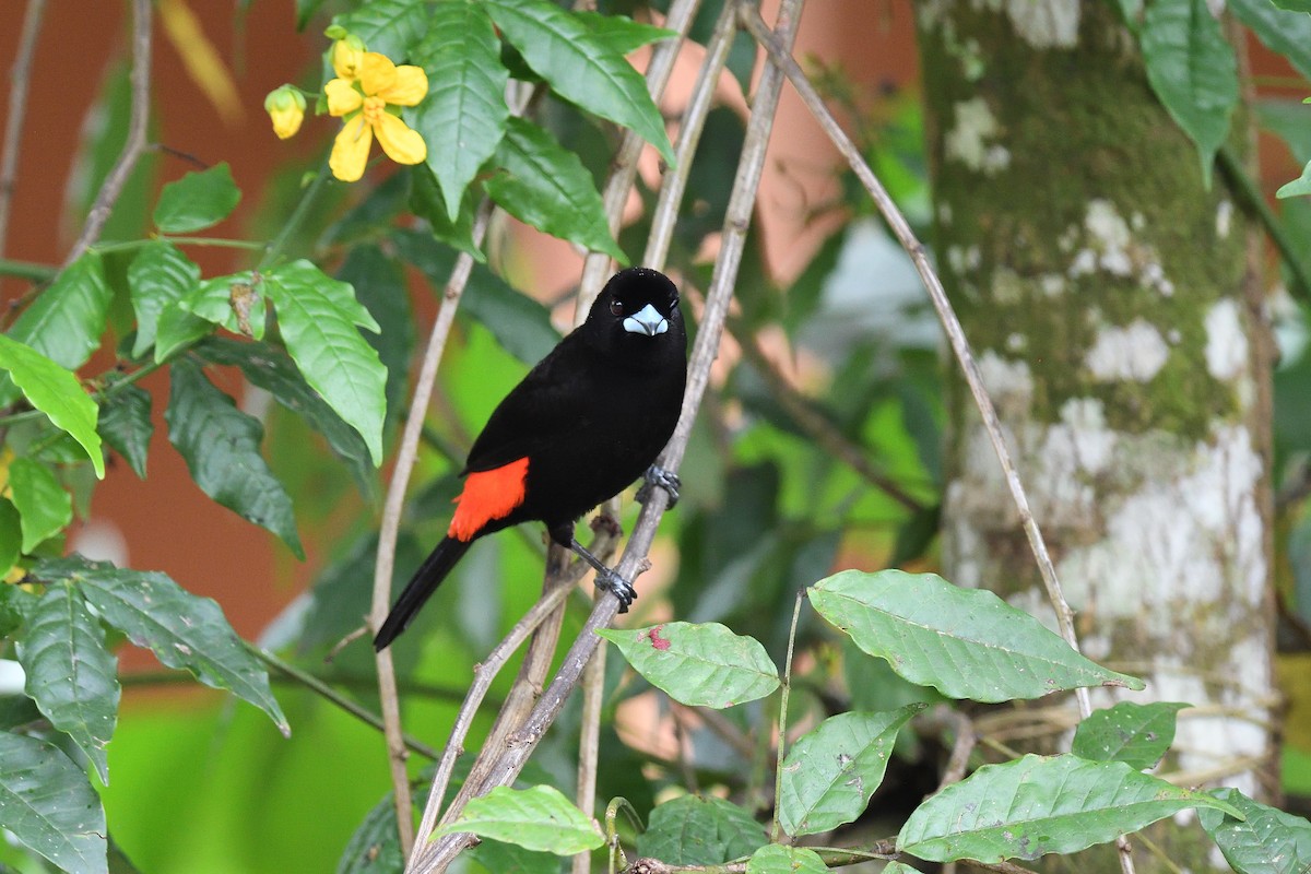 Scarlet-rumped Tanager - ML619686765