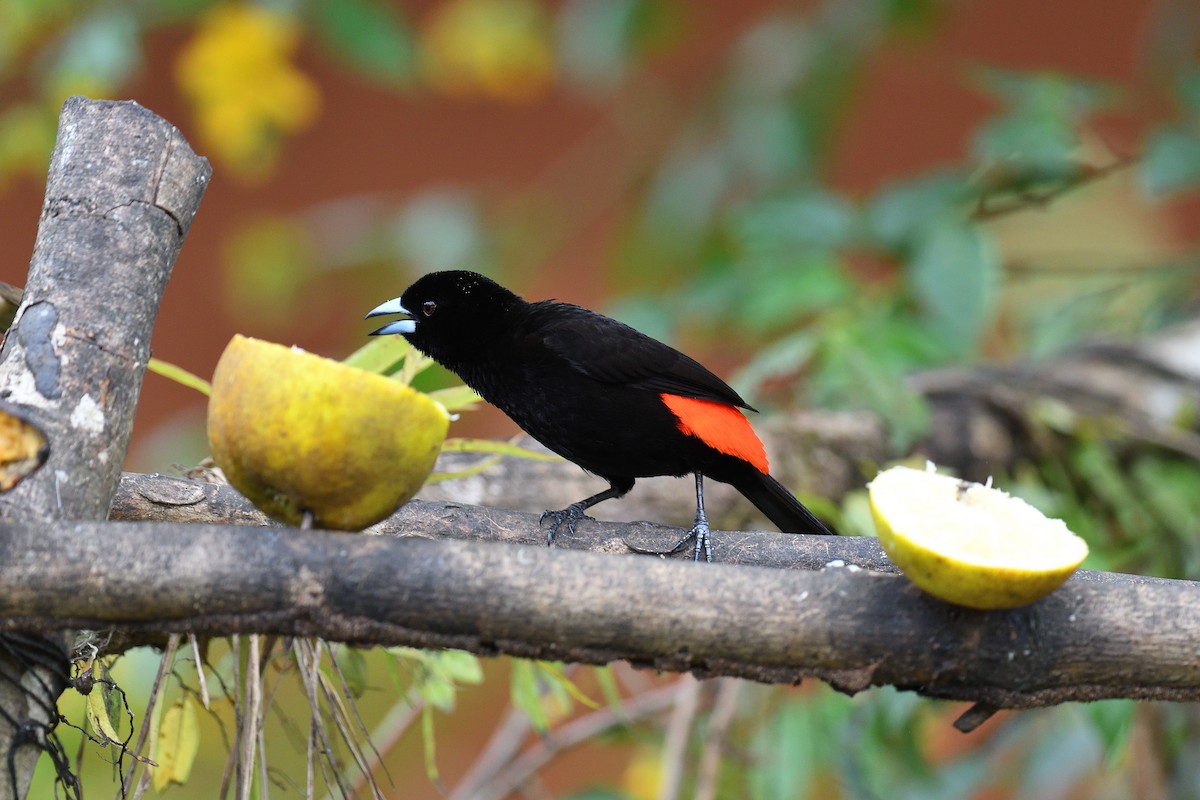 Scarlet-rumped Tanager - ML619686767