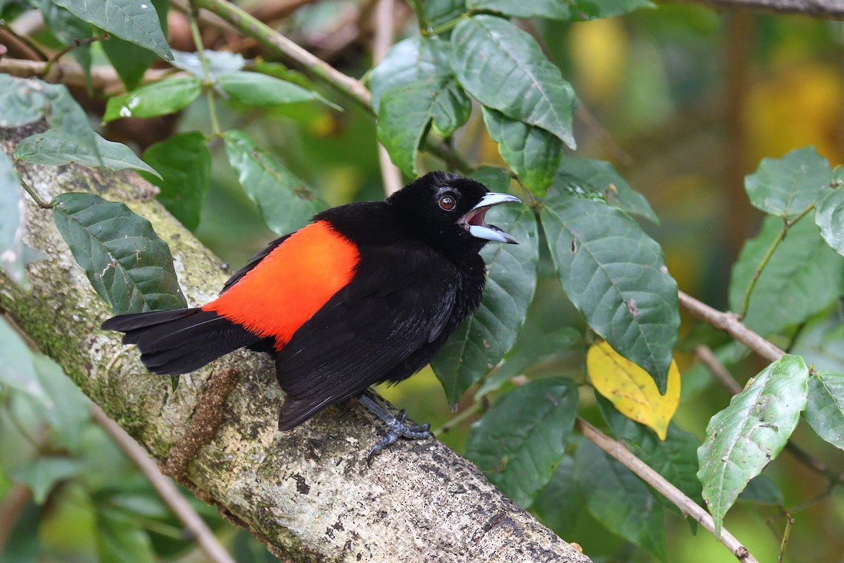 Scarlet-rumped Tanager - ML619686769