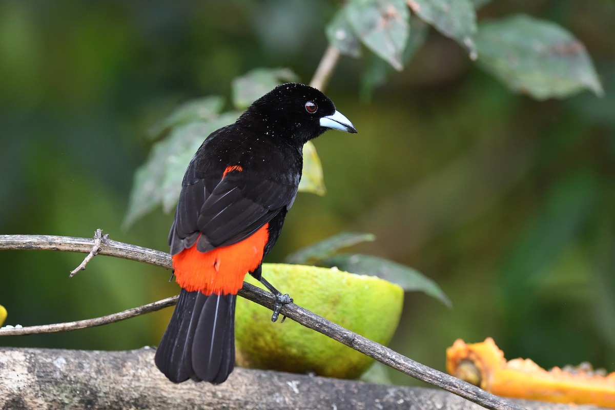 Scarlet-rumped Tanager - ML619686770