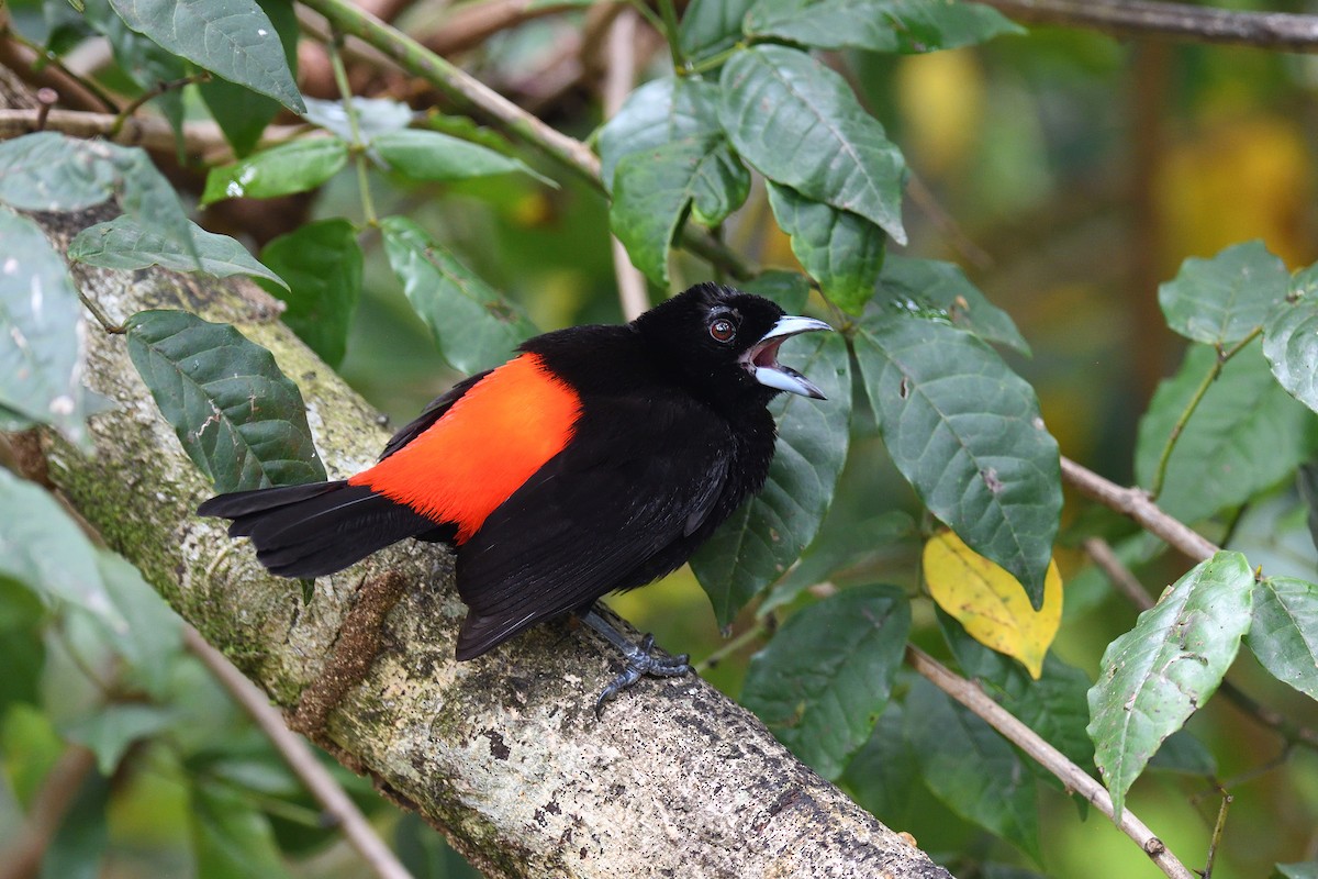 Scarlet-rumped Tanager - ML619686772