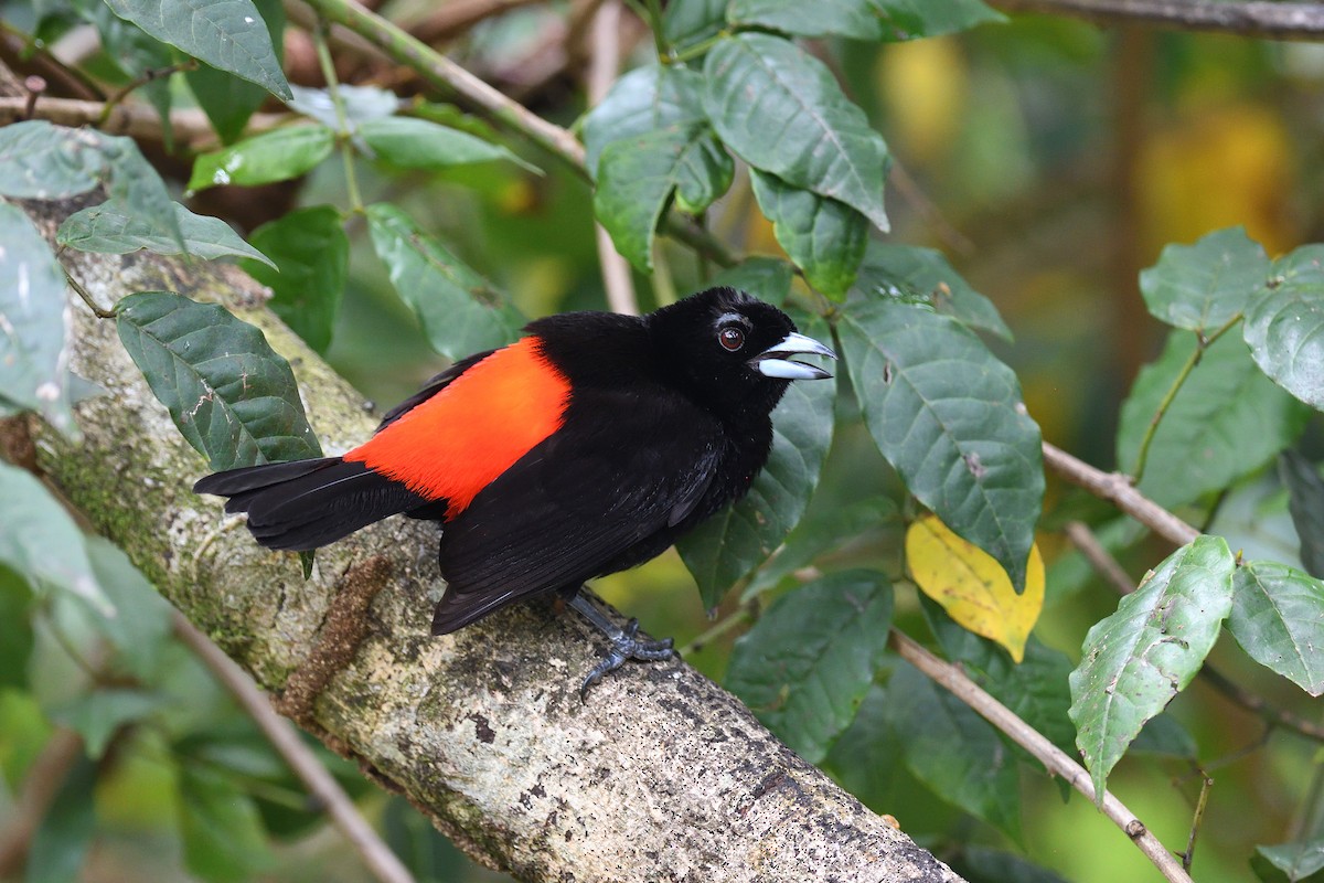 Scarlet-rumped Tanager - ML619686773