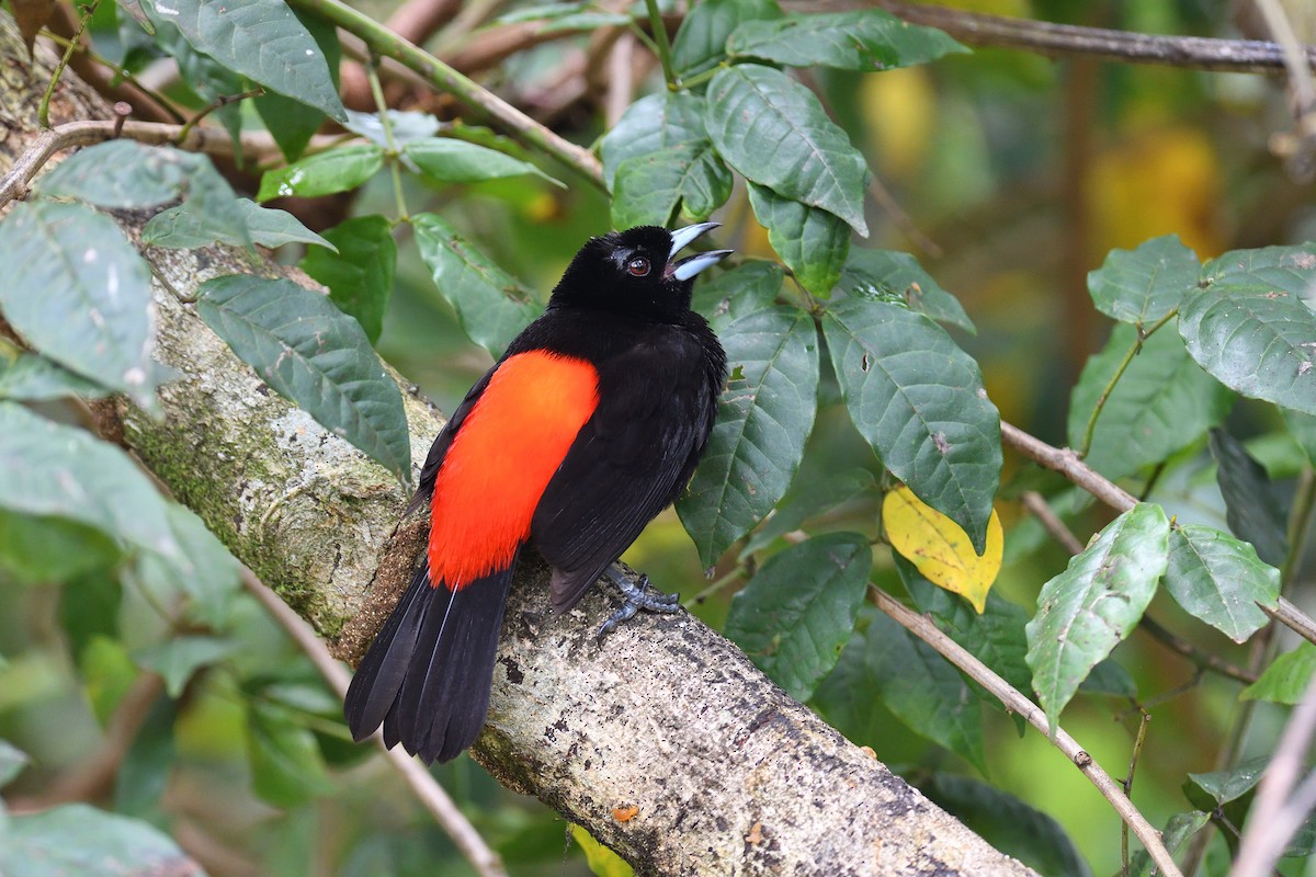 Scarlet-rumped Tanager - ML619686778