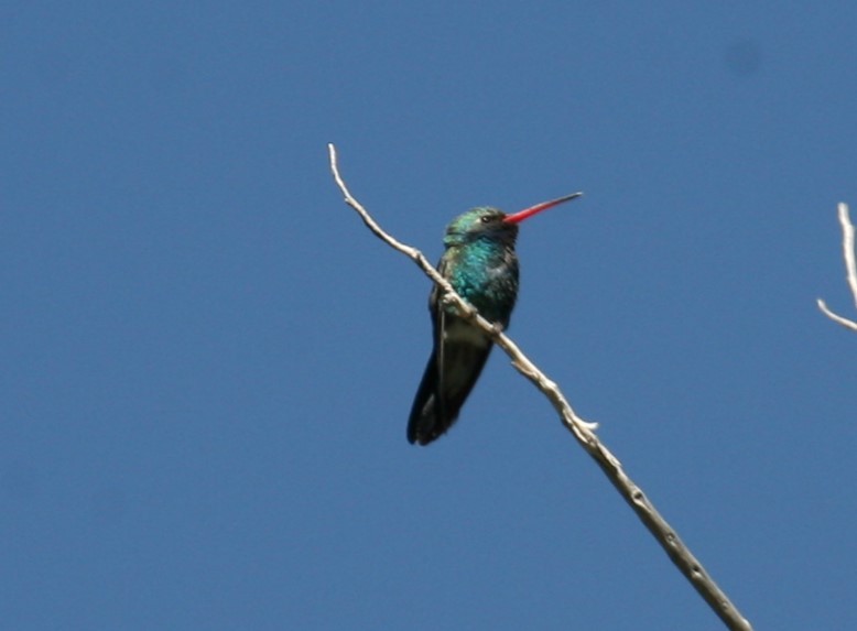 Broad-billed Hummingbird - ML619686809
