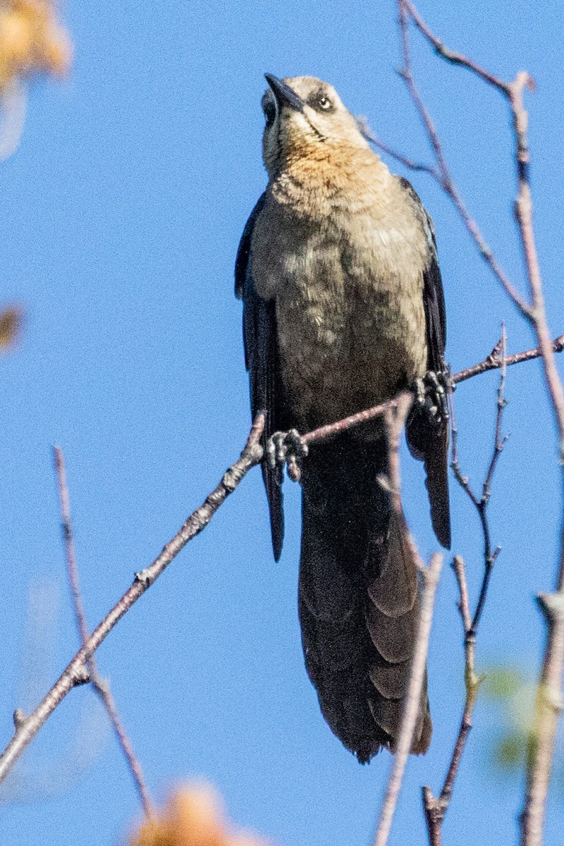 Great-tailed Grackle - ML619686824
