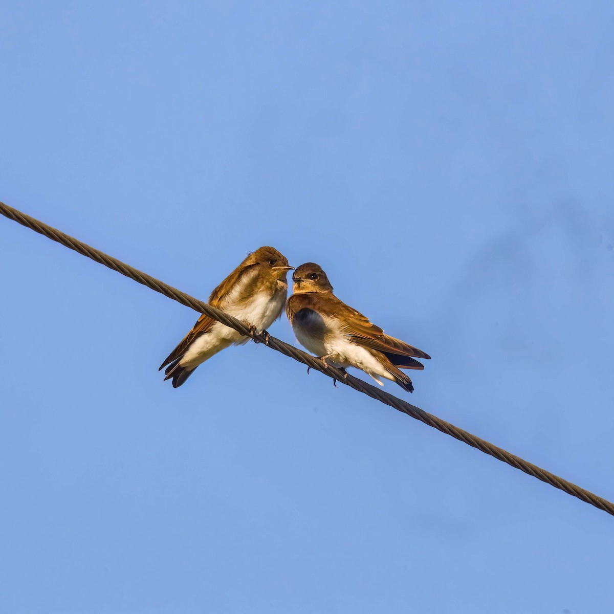 Northern Rough-winged Swallow - ML619686826