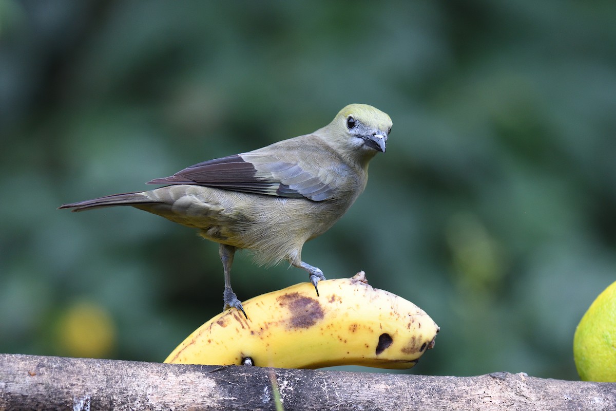 Palm Tanager - ML619686865