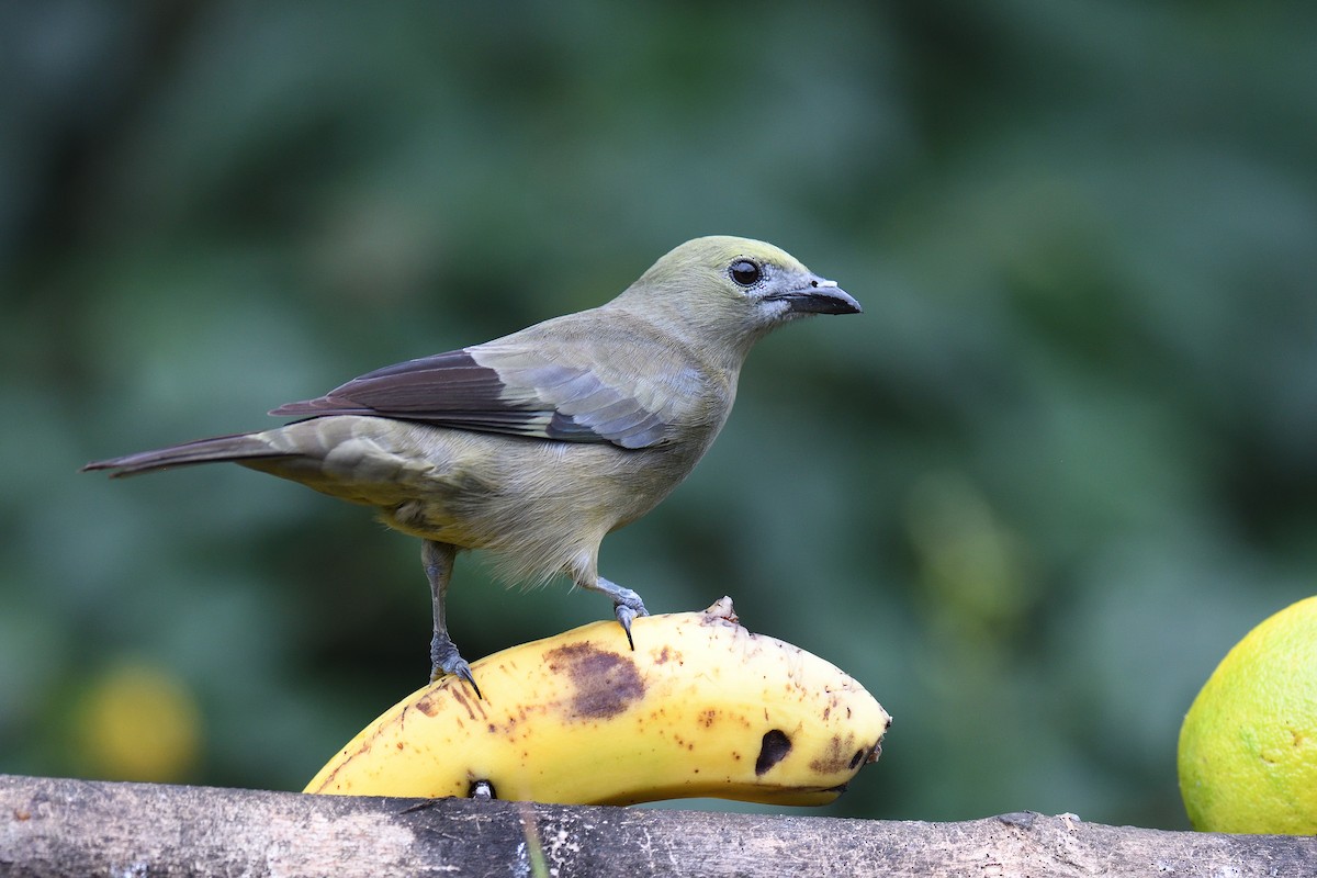 Palm Tanager - ML619686866