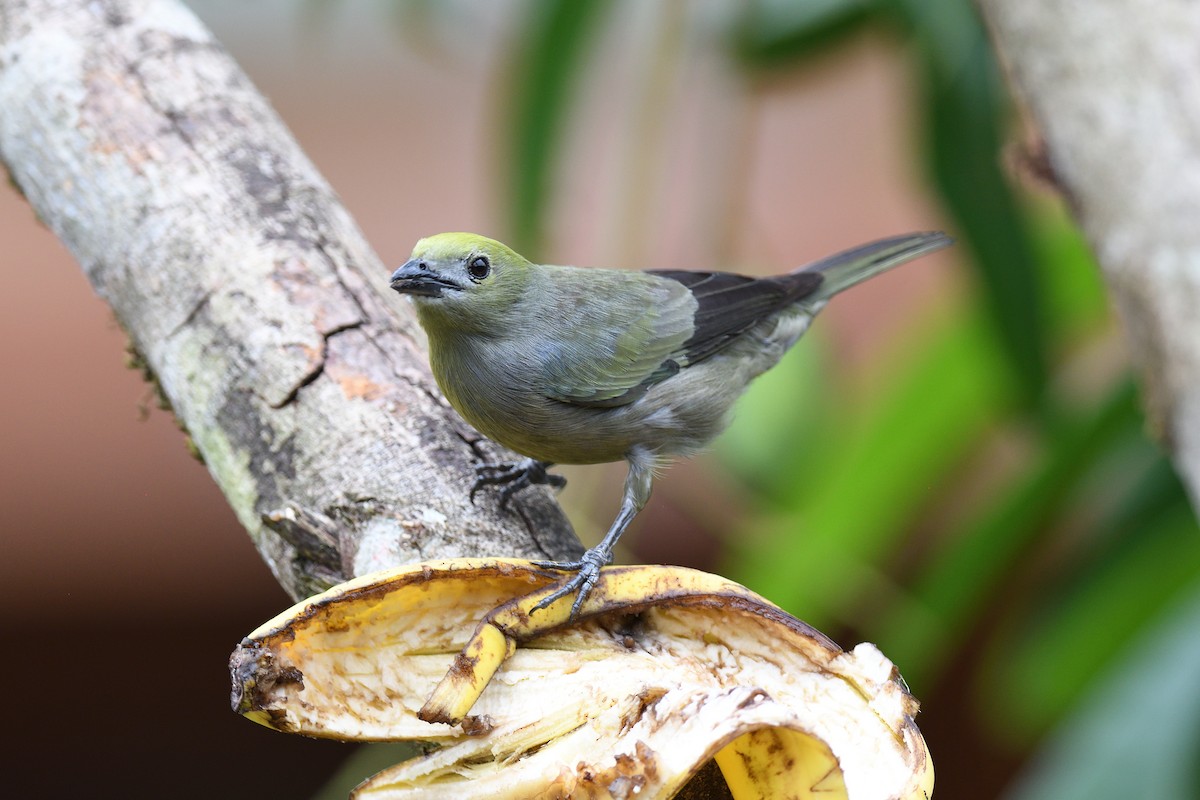 Palm Tanager - ML619686868