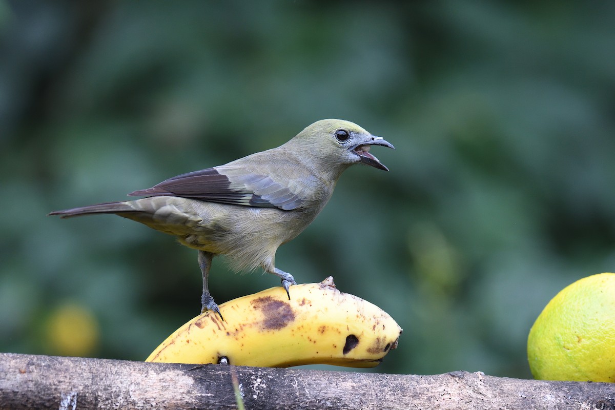 Palm Tanager - ML619686869