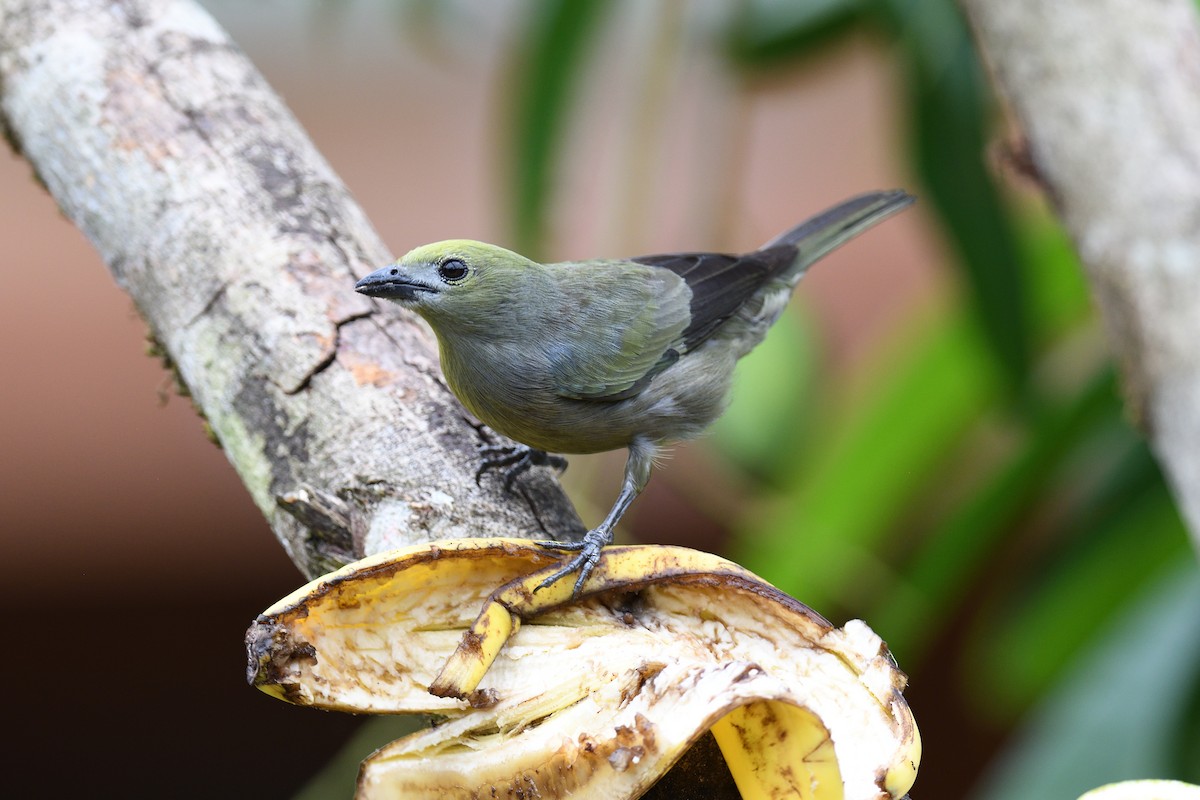 Palm Tanager - ML619686870