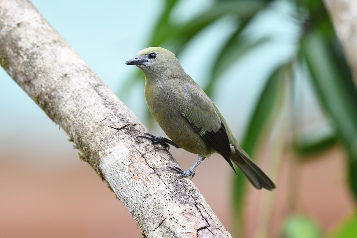 Palm Tanager - ML619686871