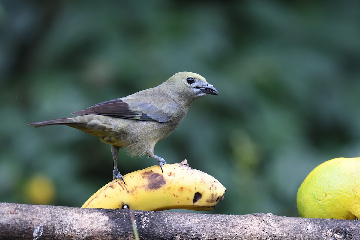 Palm Tanager - ML619686873