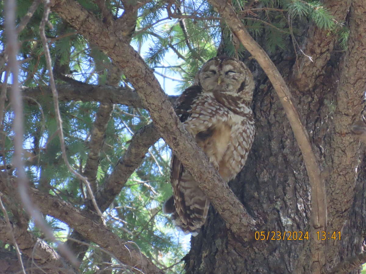 Spotted Owl - ML619686895
