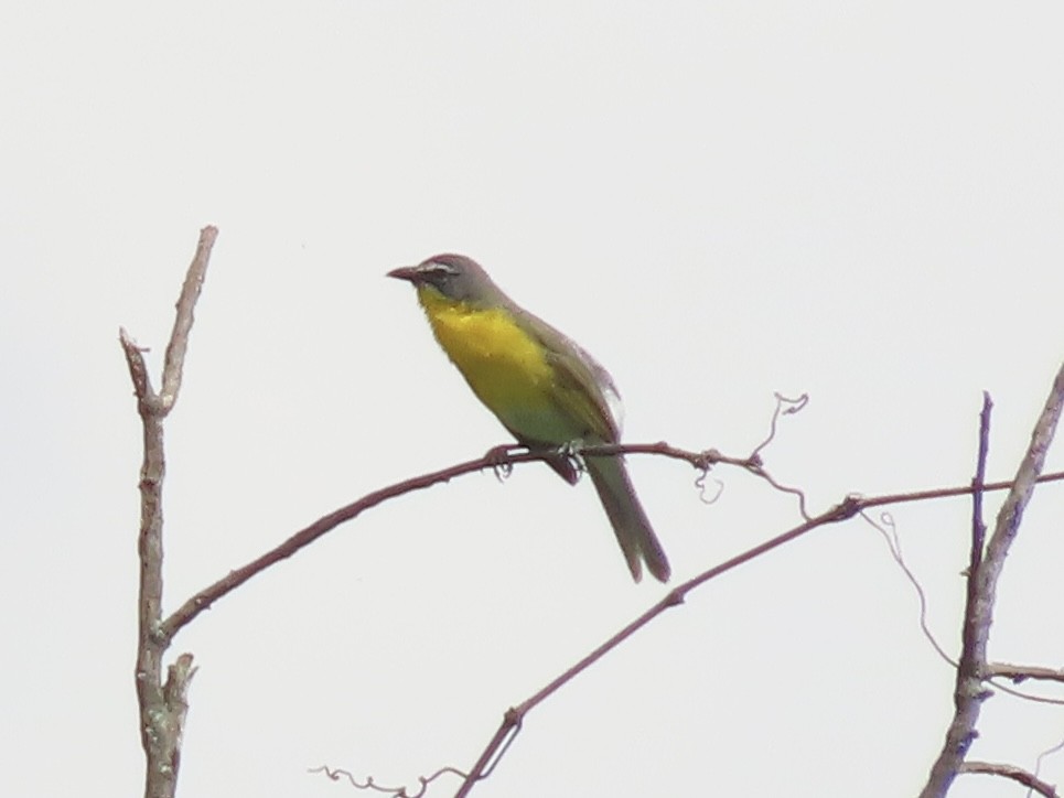Yellow-breasted Chat - ML619686917