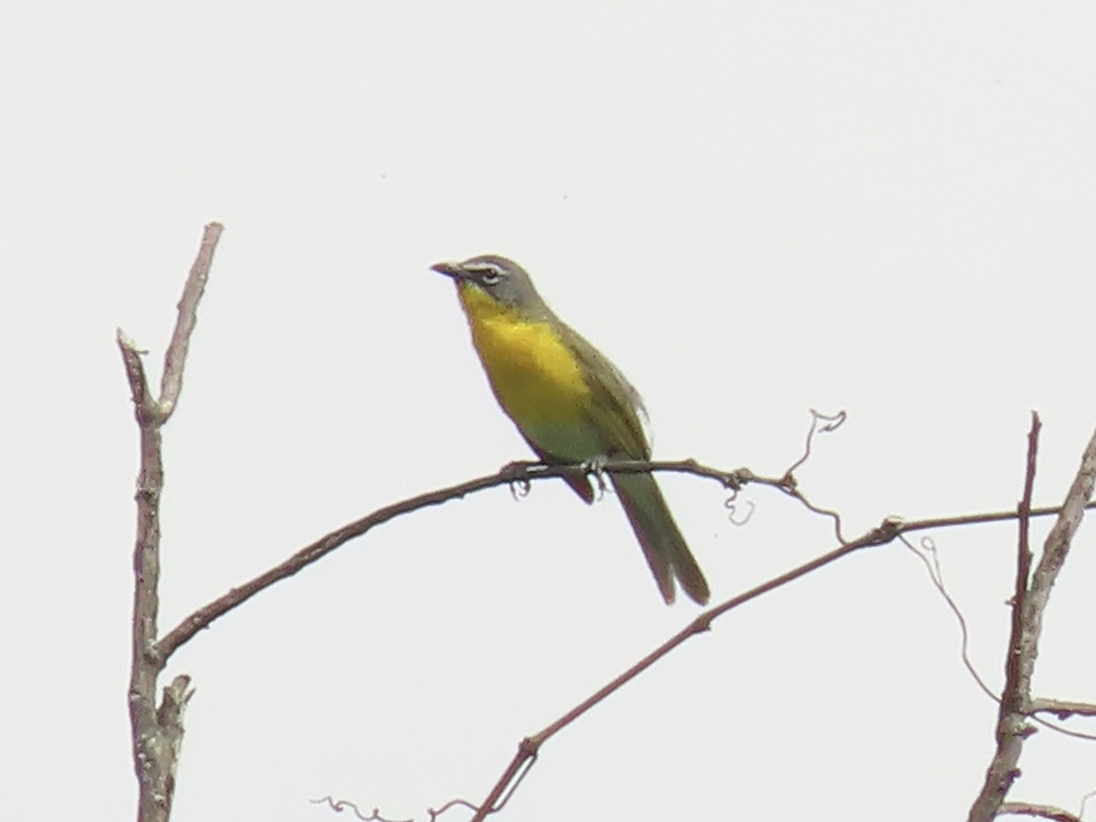 Yellow-breasted Chat - ML619686918