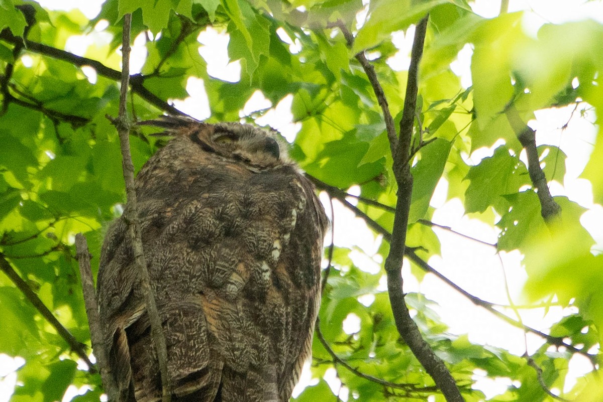 Great Horned Owl - ML619686945