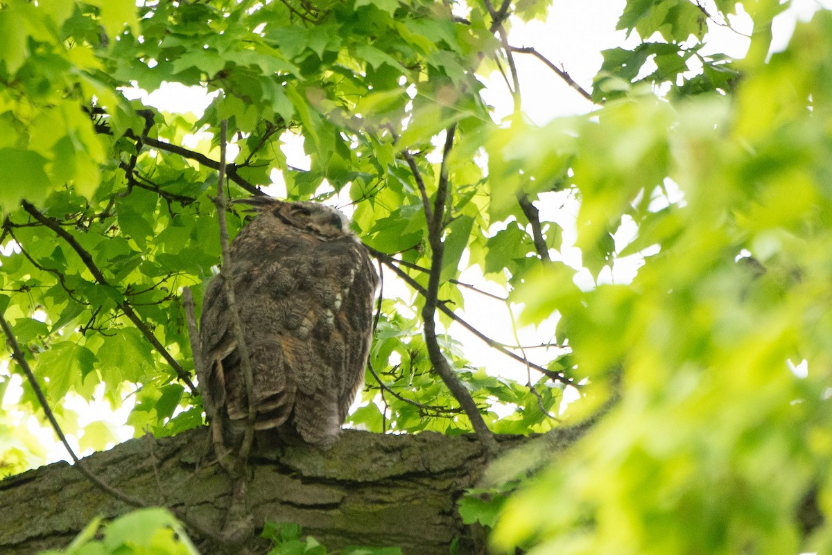 Great Horned Owl - ML619686946
