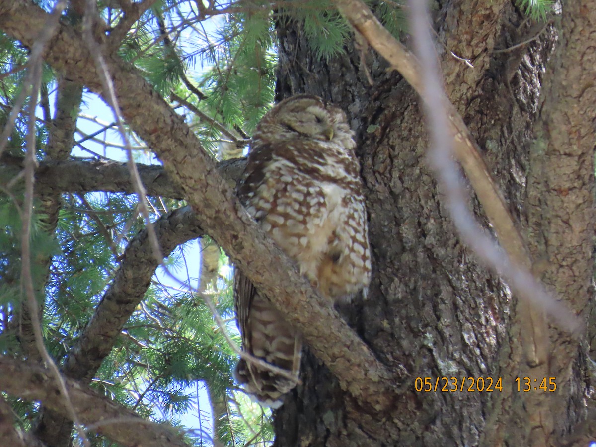 Spotted Owl - ML619686959