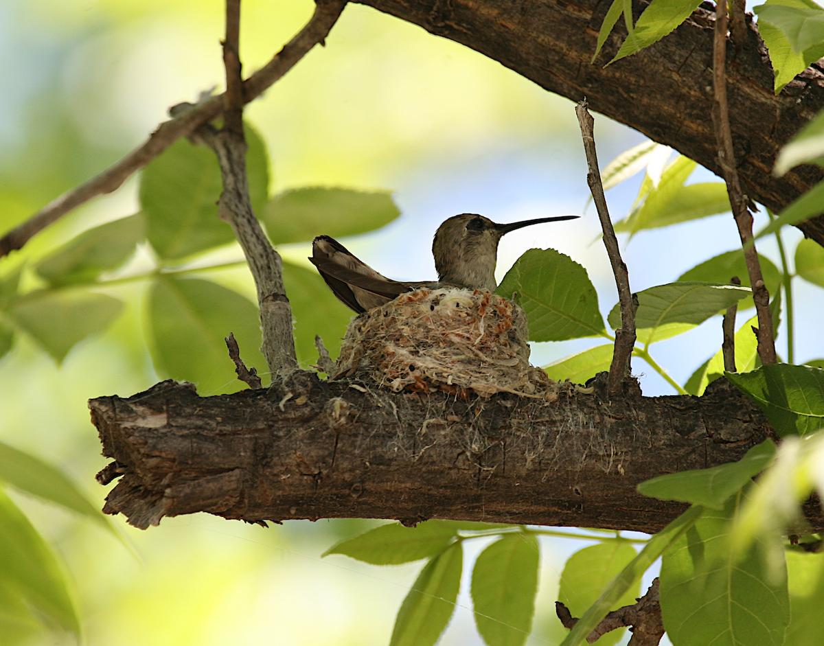 Costa's Hummingbird - ML619686962