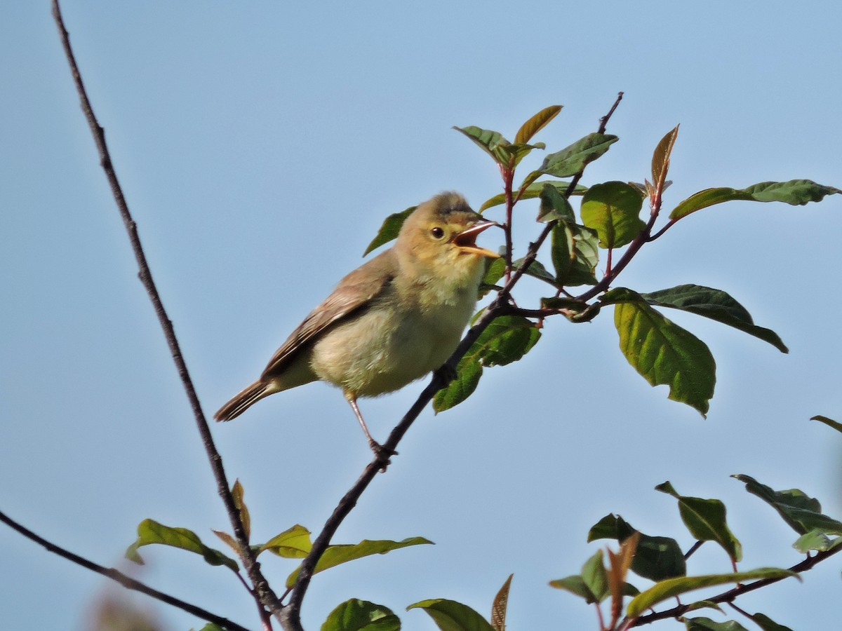 Melodious Warbler - ML619686967