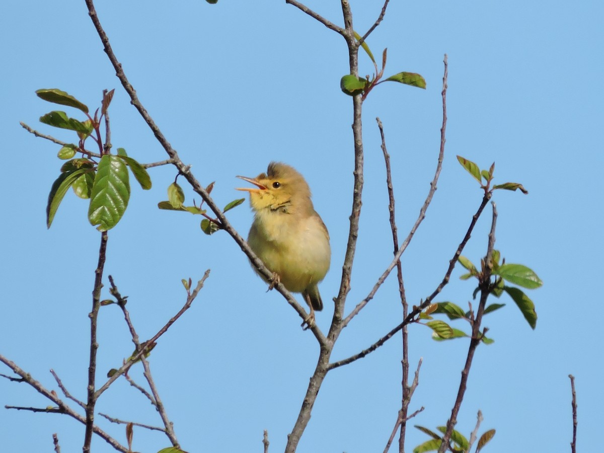 Melodious Warbler - ML619686988
