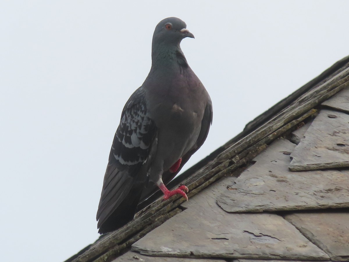 Pigeon biset (forme domestique) - ML619686995