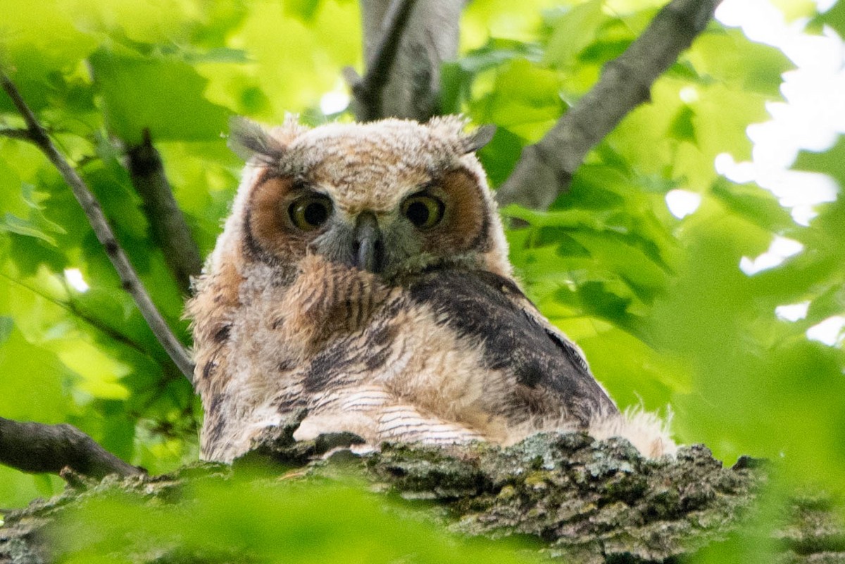 Great Horned Owl - ML619687027