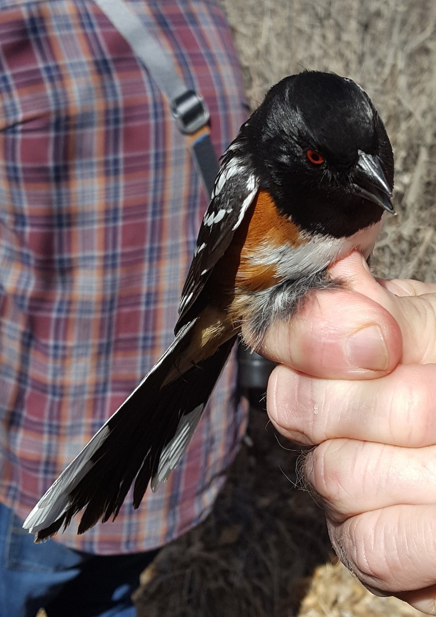 Spotted Towhee - ML619687070