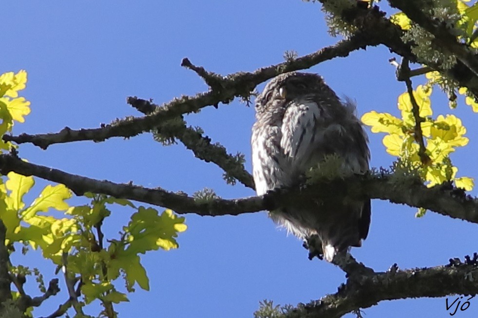Eurasian Pygmy-Owl - ML619687071