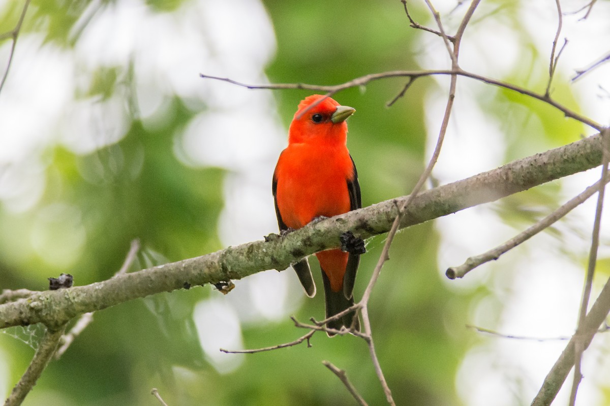 Scarlet Tanager - ML619687076