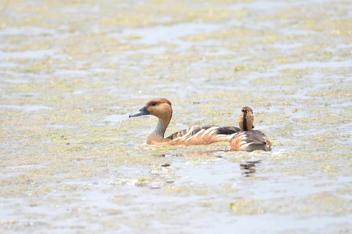 Fulvous Whistling-Duck - ML619687105