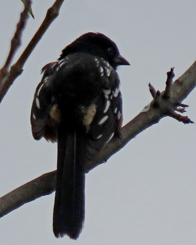 Spotted Towhee - ML619687108