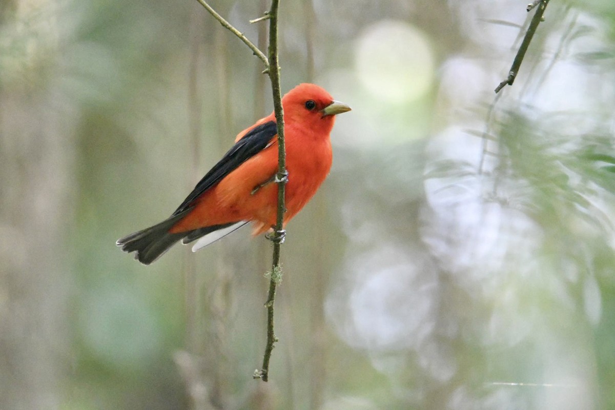 Scarlet Tanager - ML619687121