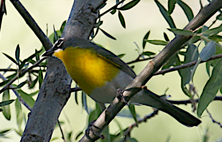 Yellow-breasted Chat - ML619687125