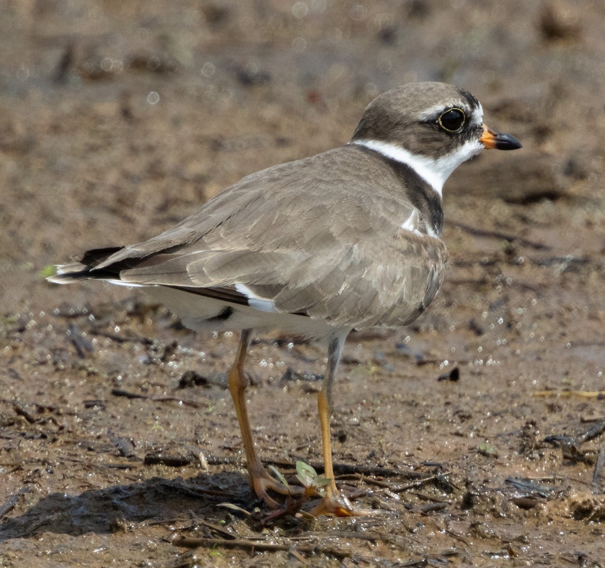 Semipalmated Plover - ML619687126