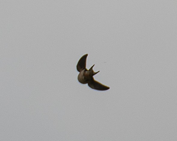 Barn Swallow - ML619687201