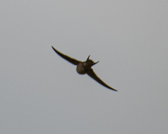 Barn Swallow - ML619687202